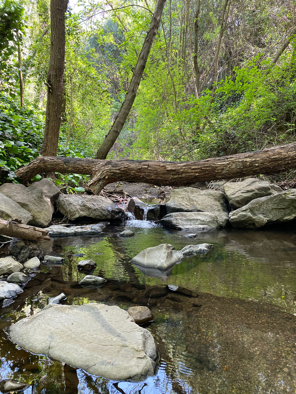 Sausal Creek with rocks and tree trunks. A small cascade of water runs over a rock into a reflective pool.