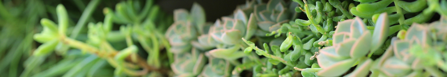 Plant Shed