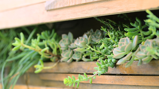 Succulent plants in a wooden planter box with green trailing foliage.
