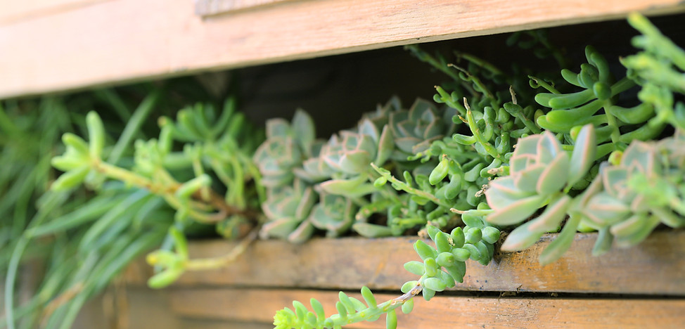 Plant Shed