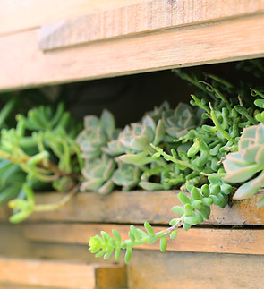 Plant Shed