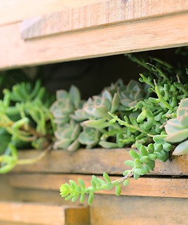 Plant Shed