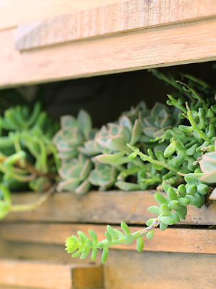 Shed planta