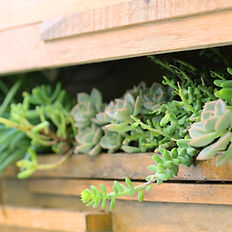 Succulent Arrangement