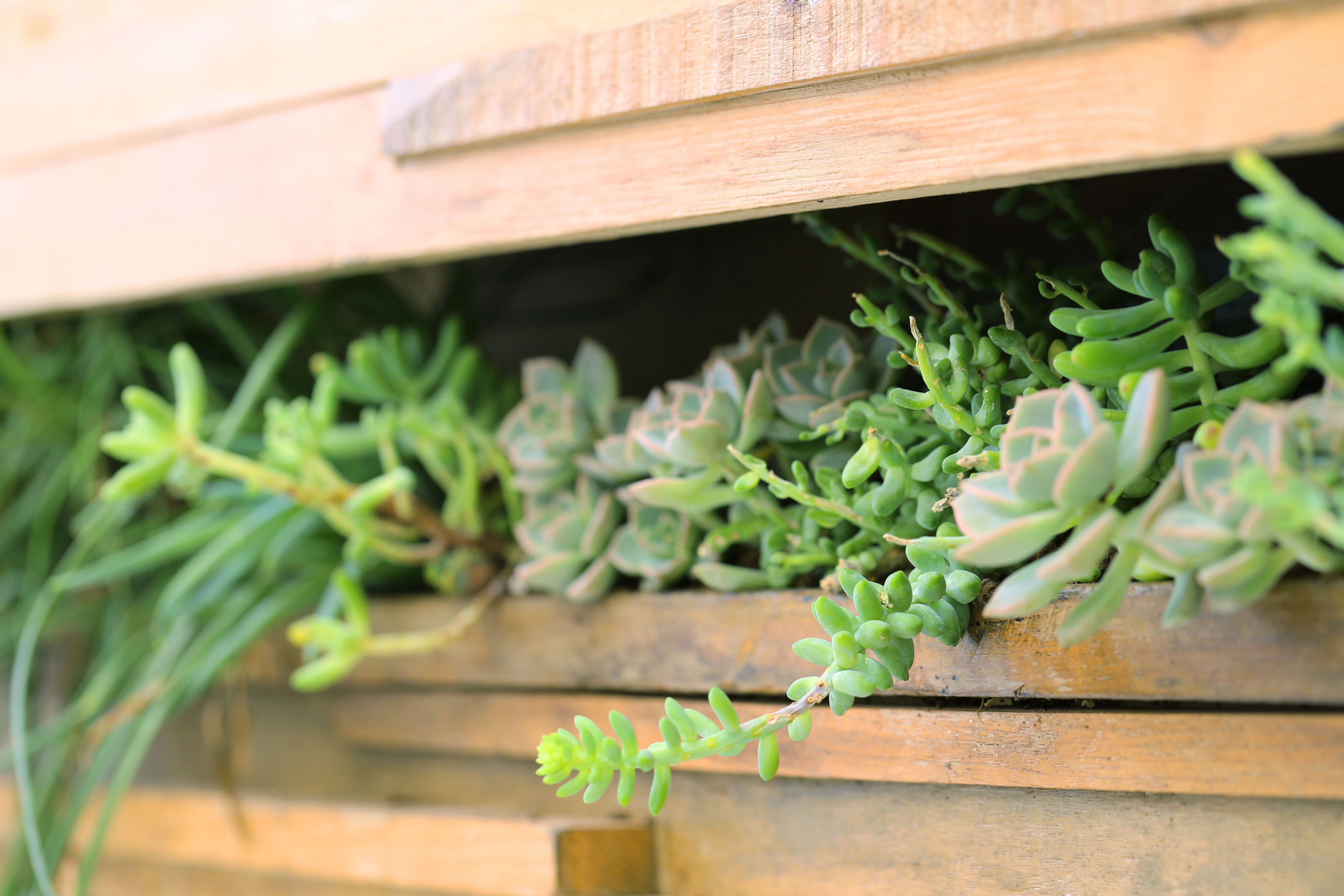 Yard/Garden Consultations