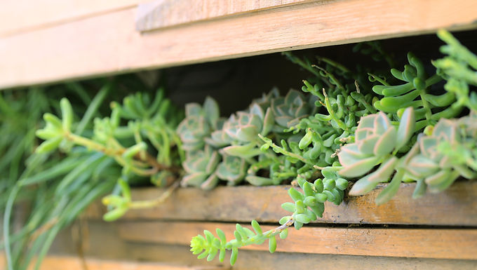 NORTH END ORGANIC NURSERY