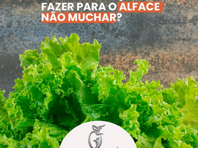 O que fazer para o alface durar mais tempo!