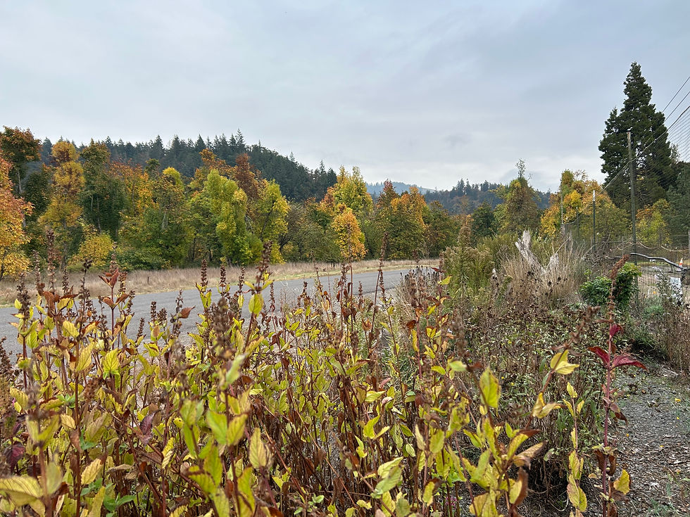 Fall Plant Sale