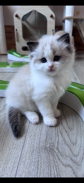 Adorable ragdoll kitten sitting on wooden floor, curious about its surroundings.