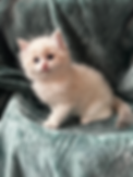 Untitled design-19.png