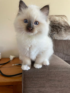Luxafel Ragdolls