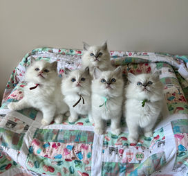 Luxafel Ragdolls