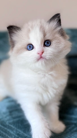 Adorable white Ragdoll kitten with bright blue eyes on textured teal fabric.