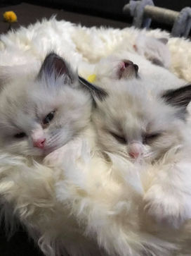 Luxafel Ragdolls