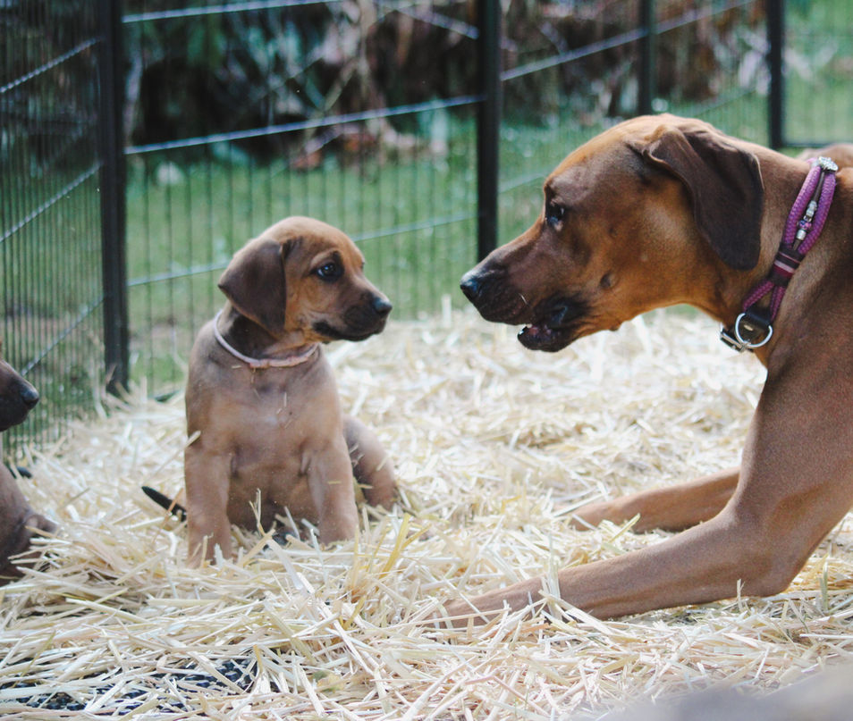 Welpen 10.06.22-364.jpeg