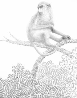 dessin singe sur la branche