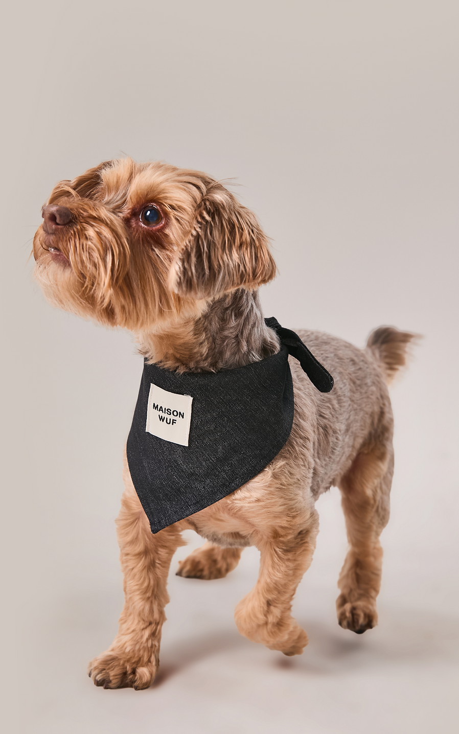SmokeBlack_2000x3000_dog4.png