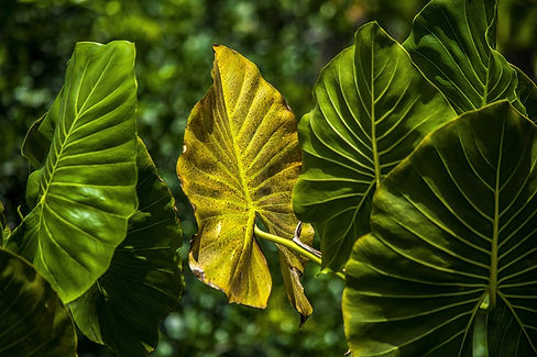 nature-4786759_1280.jpg
