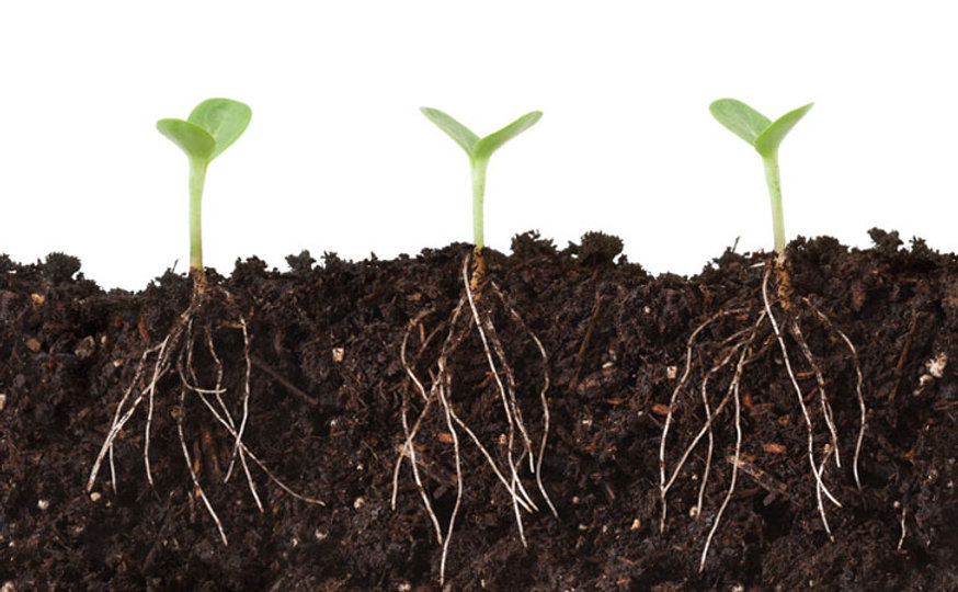 Reading Roots Growing Watering β How to Water to Promote Deep Root Growth
