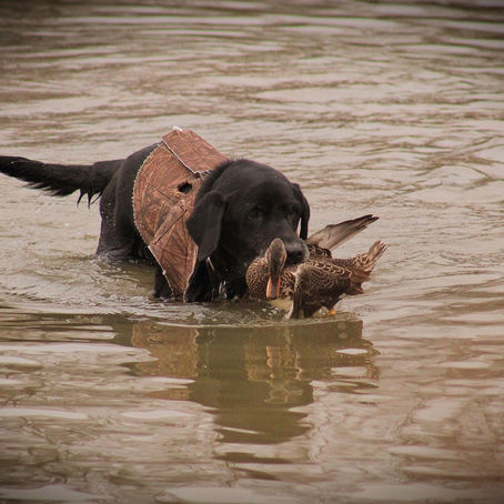 The Last Retrieve 