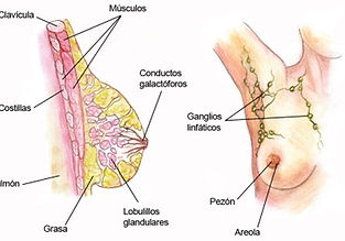 Anatomia de la mama