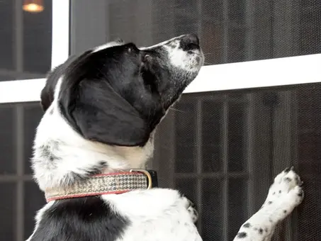 HOLOHOLO SCREENS OAHU Window Screens and Sliding Patio Door Screens Replacement Company HONOLULU 96852 Pet-Resistant vs Standard Screens Replacement and Installation Oahu Mobile Screen Professionals Island Wide Window and Door Screen Repair Shop