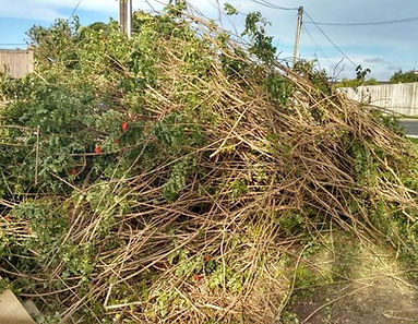 6466d32b6d7ef2326c018cea_garden-and-green-waste-removal.jpeg