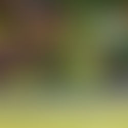 SAN FRANCISCO LANDSCAPING MAINTENANCE Company PUICON GARDENS Landscape and Maintenance Full-Service Landscaping Maintenance  Weed Removal, Lawn Mowing, and Bush Trimming by Professional Gardener to Help Elevate Bay Area Homes Landscaping Clean-Up Experts Certified Arborists Northern California Schedule Estimate