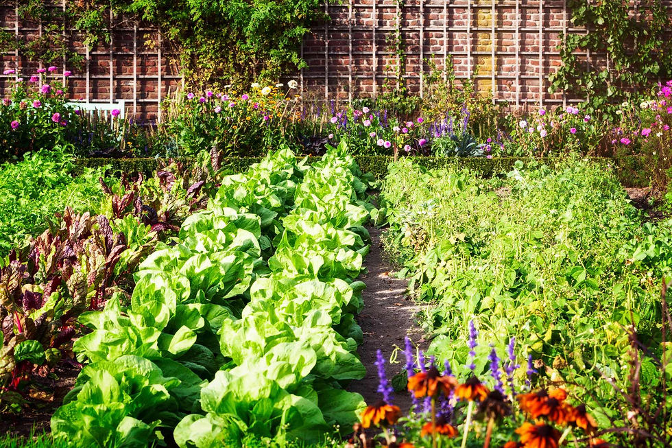 ALAMEDA 94501-94502 Backyard and Front Yard Garden Maintenance Services Professional Bay Area Gardener PUICON GARDENS LANDSCAPE and MAINTENANCE - Full-Service Landscaping Maintenance Company Landscaping Clean-Up Experts Certified Arborists Northern California Schedule Estimate 510-513-8876