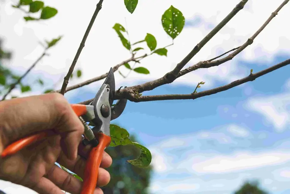 Professional Tree Trimming & Pruning Services - We Keep PIEDMONT 94611 Homes Beautiful Year-Round by BAY AREA Gardener PUICON GARDENS LANDSCAPE and MAINTENANCE Full-Service Landscaping Maintenance Services Expert Gardener Clean-Up Experts Certified Arborists Northern California Schedule Estimate 510-513-8876
