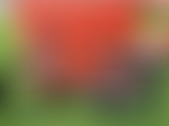 The Never-Ending Popularity of Electric Bicycles (E-Bike): Is this the Future of Transportation?