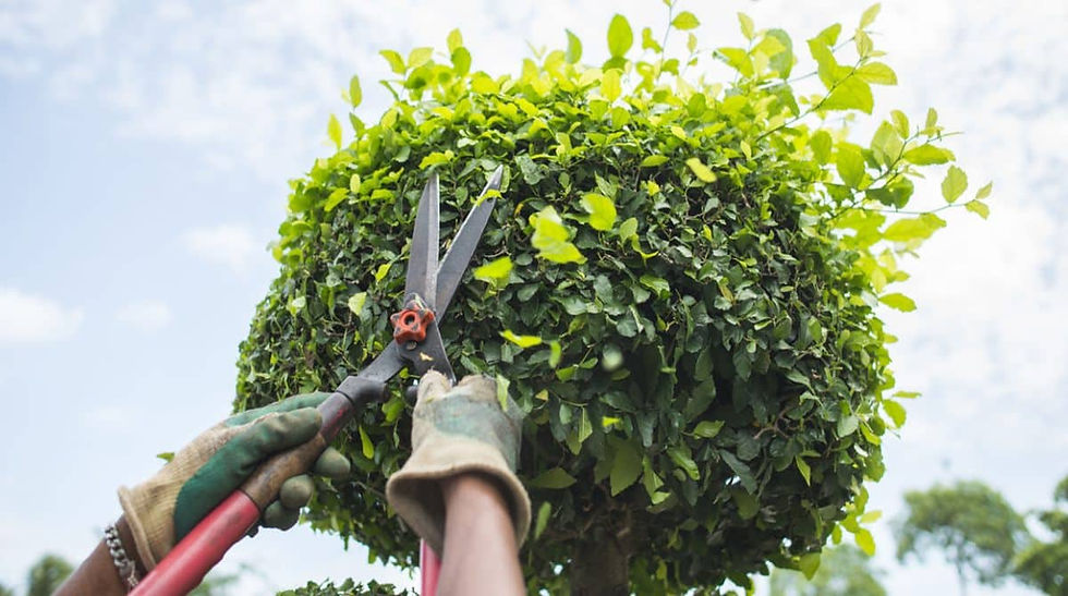 Professional Tree Trimming & Pruning Services - We Keep PIEDMONT 94611 Homes Beautiful Year-Round by BAY AREA Gardener PUICON GARDENS LANDSCAPE and MAINTENANCE Full-Service Landscaping Maintenance Services Expert Gardener Clean-Up Experts Certified Arborists Northern California Schedule Estimate