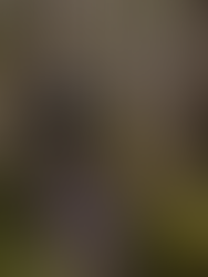 Professional Bicycle Brakes Services - Choose the Right Bicycle Brakes to Keep Your Rim Brakes, Mechanical and Hydraulic Disc Brakes In Top Condition in WEST LOS ANGELES The ReCYCLIST Bicycle Shop for WEST LOS ANGELES Bike Riders and Bike Enthusiasts Call: 310-905-5386