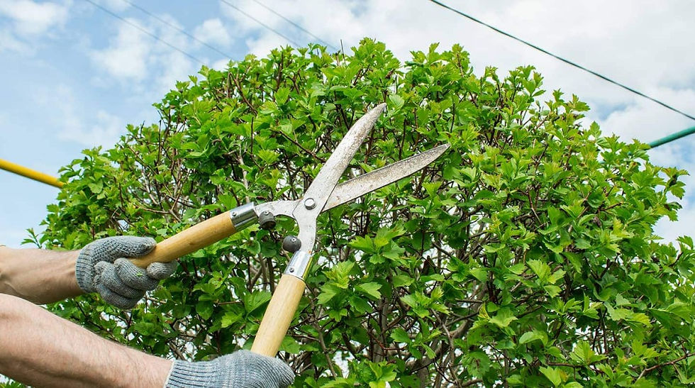 MILLBRAE 94030 Tree Trimming Company PUICON Gardens Landscaping & Maintenance Full-Service Landscaping Maintenance Residential and Commercial BAY AREA Landscaping Clean-Up Experts Certified Arborists Northern California Schedule Estimate 510-513-8876