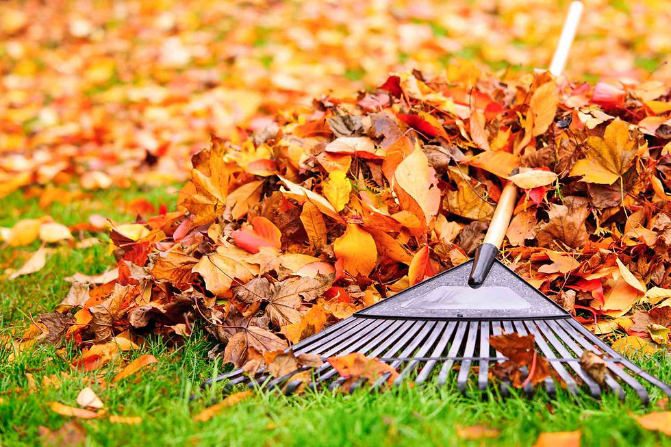 FRUITVALE 94601 LAWN CARE & YARD CLEAN-UP Company PUICON GARDENS Landscape and Maintenance Full-Service Landscaping Maintenance Residential and Commercial BAY AREA Landscaping Clean-Up Experts Certified Arborists Northern California Schedule Estimate 510-513-8876