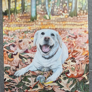 Brady Commission.HEIC