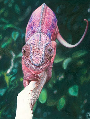Tyler's Chameleon_edited.jpg