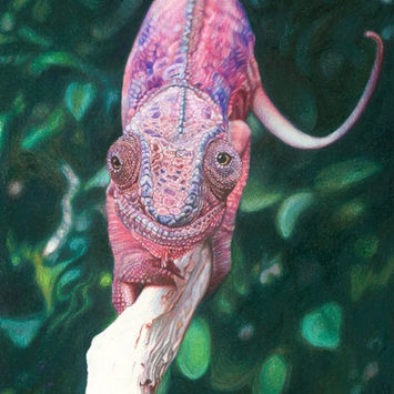 Female Panther Chameleon