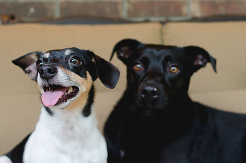 Ninja and Babette.JPG