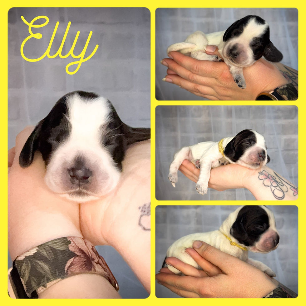 Elly, blauschimmel