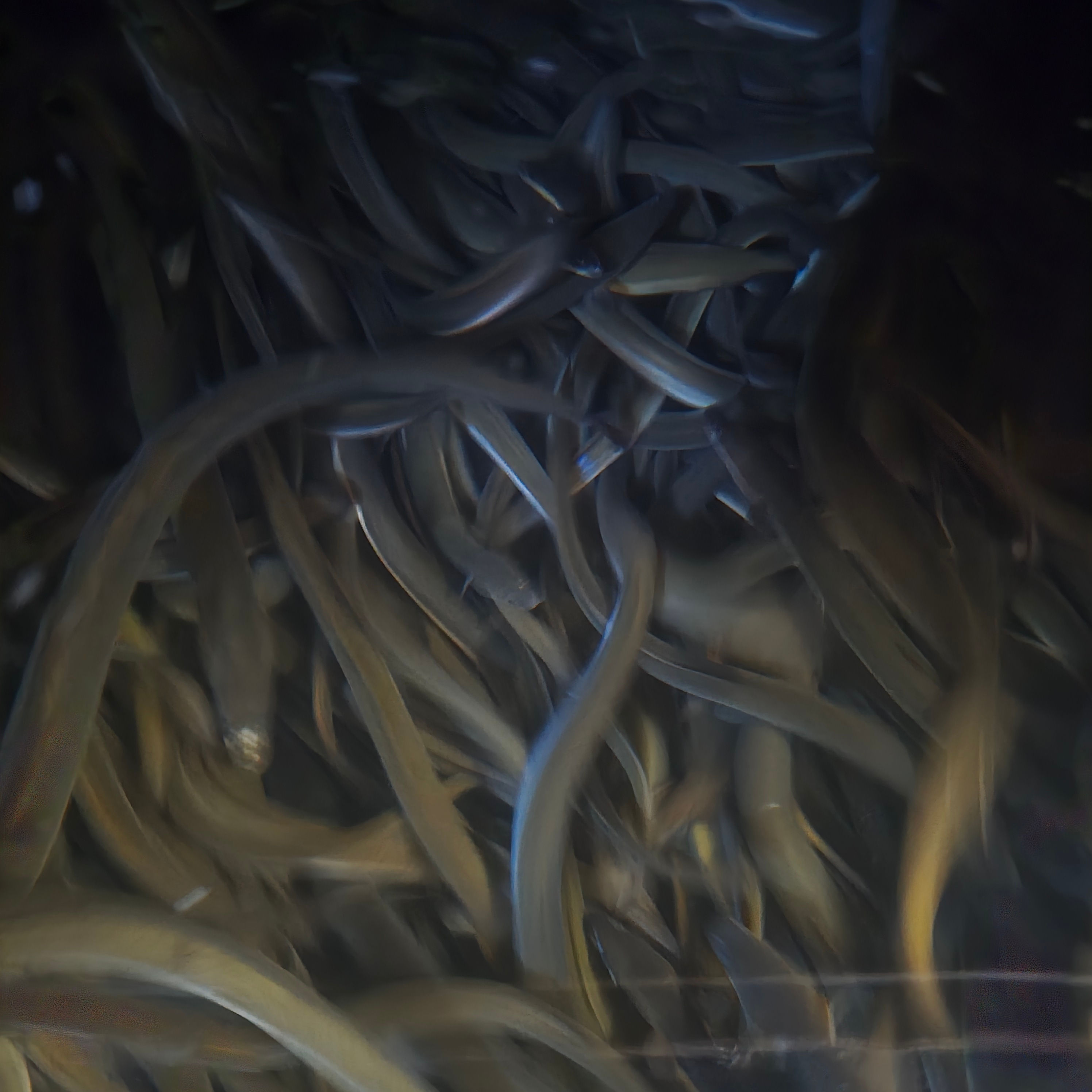 Live Eels – Perfect for Striper & Swordfish