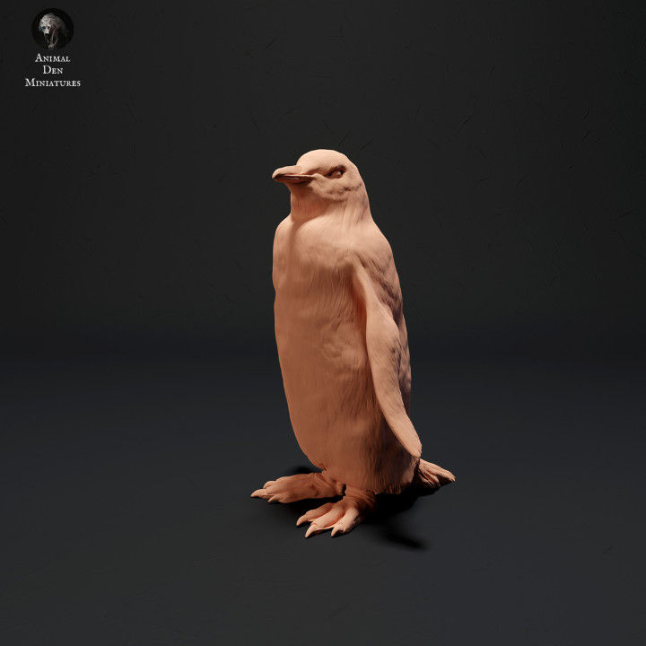 Miniaturbild: Eselspinguin