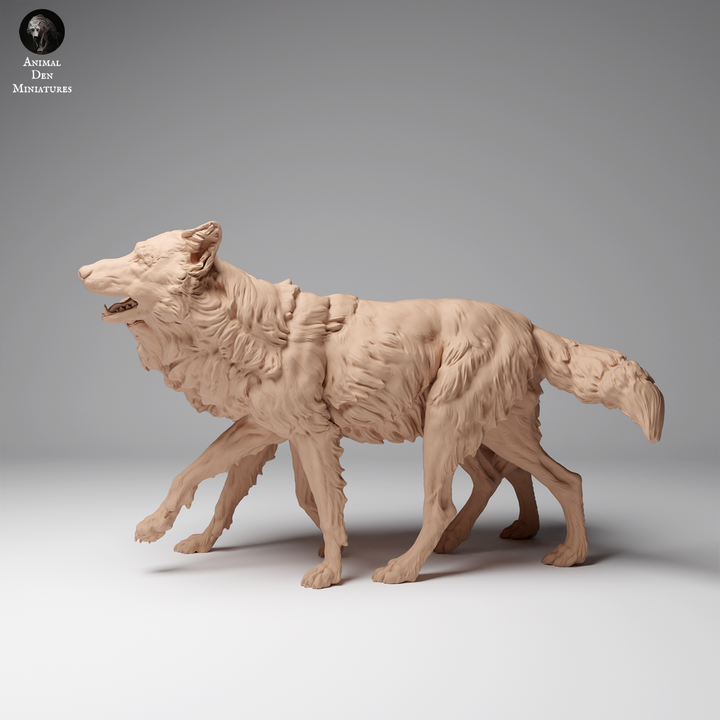 Thumbnail: Tibetische Wölfe spielend