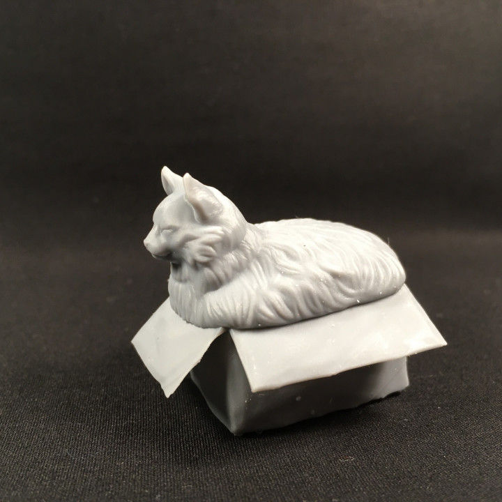 Miniaturbild: Fette Katze im Karton