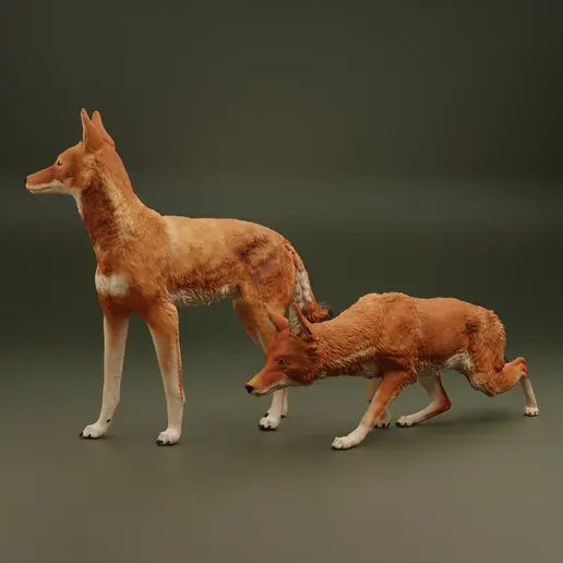 Miniaturbild: Äthiopischer Wolf - stehend (Version 2)