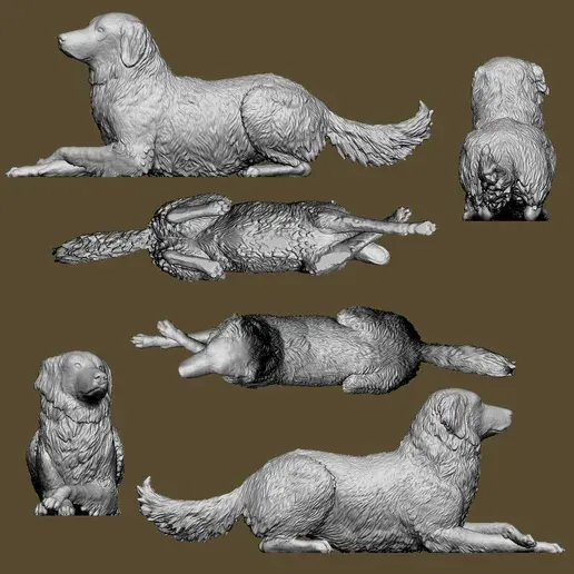 Miniaturbild: Großer Pyrenäen/ Labrador Retriever Mix