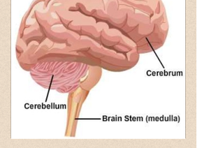 Main Parts of Human Brain