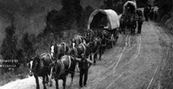 Gippsland-Goldrush---Horse-Team-Supplyin