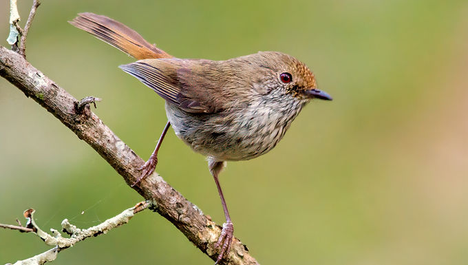 Brown Thornbill