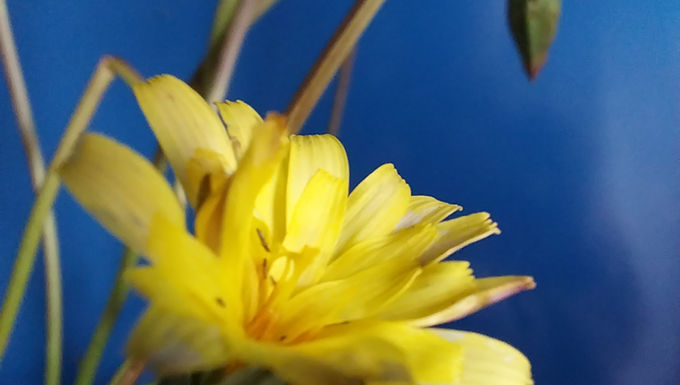 Microseris scapigera